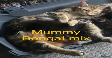 Maine Coon cats - Advert 7