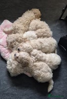 Mixed Breed dogs Bichon frise/Maltese puppies - Advert 1