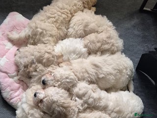 Mixed Breed dogs Bichon frise/Maltese puppies - Advert 11