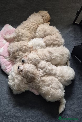Mixed Breed dogs Bishon frise/Maltese puppies - Advert 9