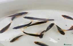 Koi Carp fish for sale: Asagi fry 2-3 inches  - Image 4