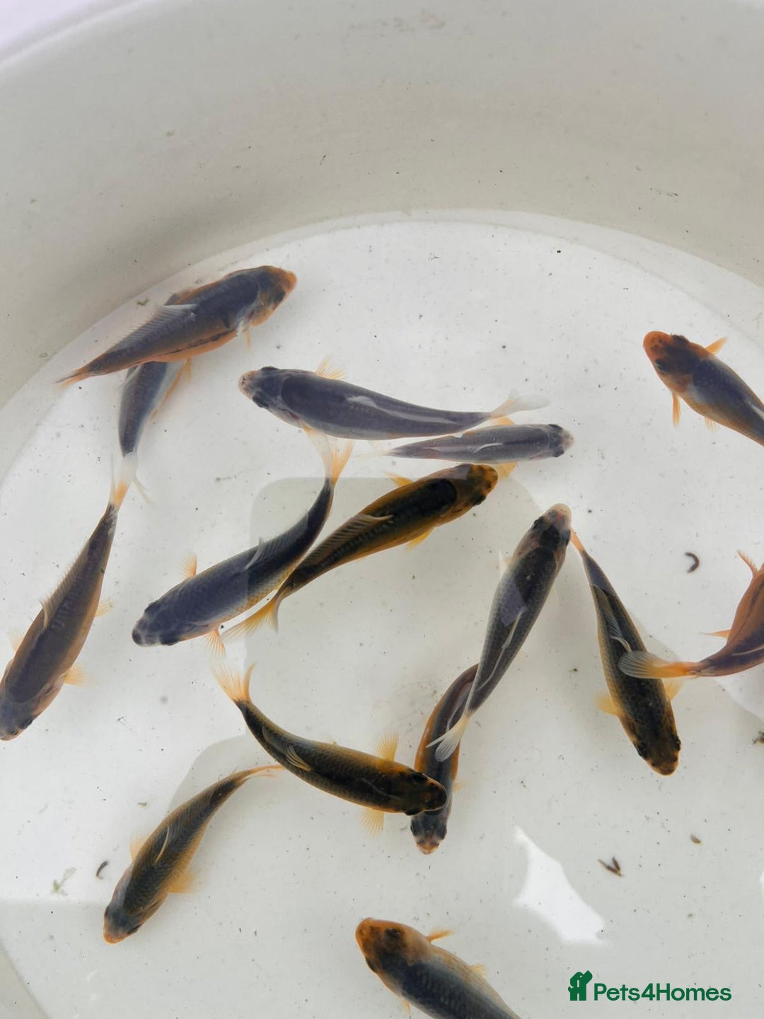 Koi Carp fish for sale: Asagi fry 2-3 inches  - Image 4