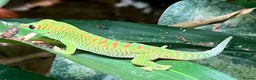 Gecko reptiles for sale: Giant day geckos available - Advert 6
