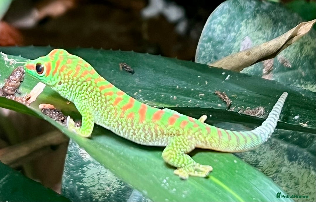Gecko reptiles for sale: Giant day geckos available - Advert 6