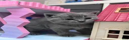 British Shorthair cats for sale: Pedigree British Shorthair Kittens  - Advert 9