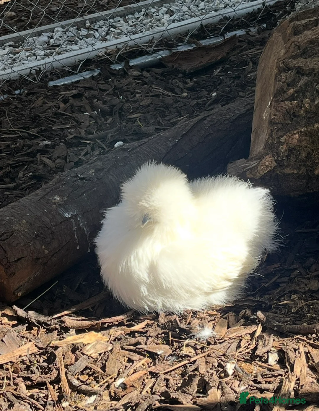 Chickens poultry for sale: Various breeds of chickens for sale  - Advert 8