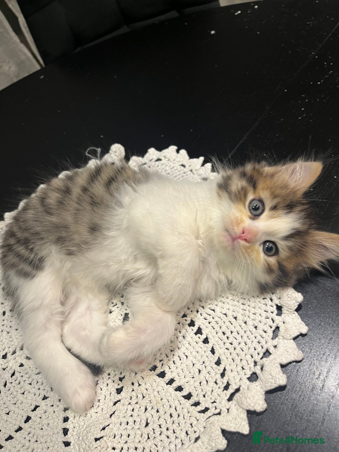 Siberian cats for sale: Stunning Siberian kittens 🐱  - Advert 16