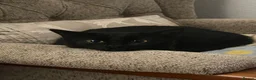 Domestic Shorthair cats for sale: Wendy - Black Cat 🐈‍⬛ - Advert 5
