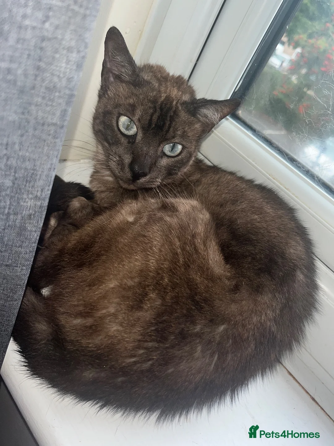 Bengal cats for sale: Bengal female  - Advert 1