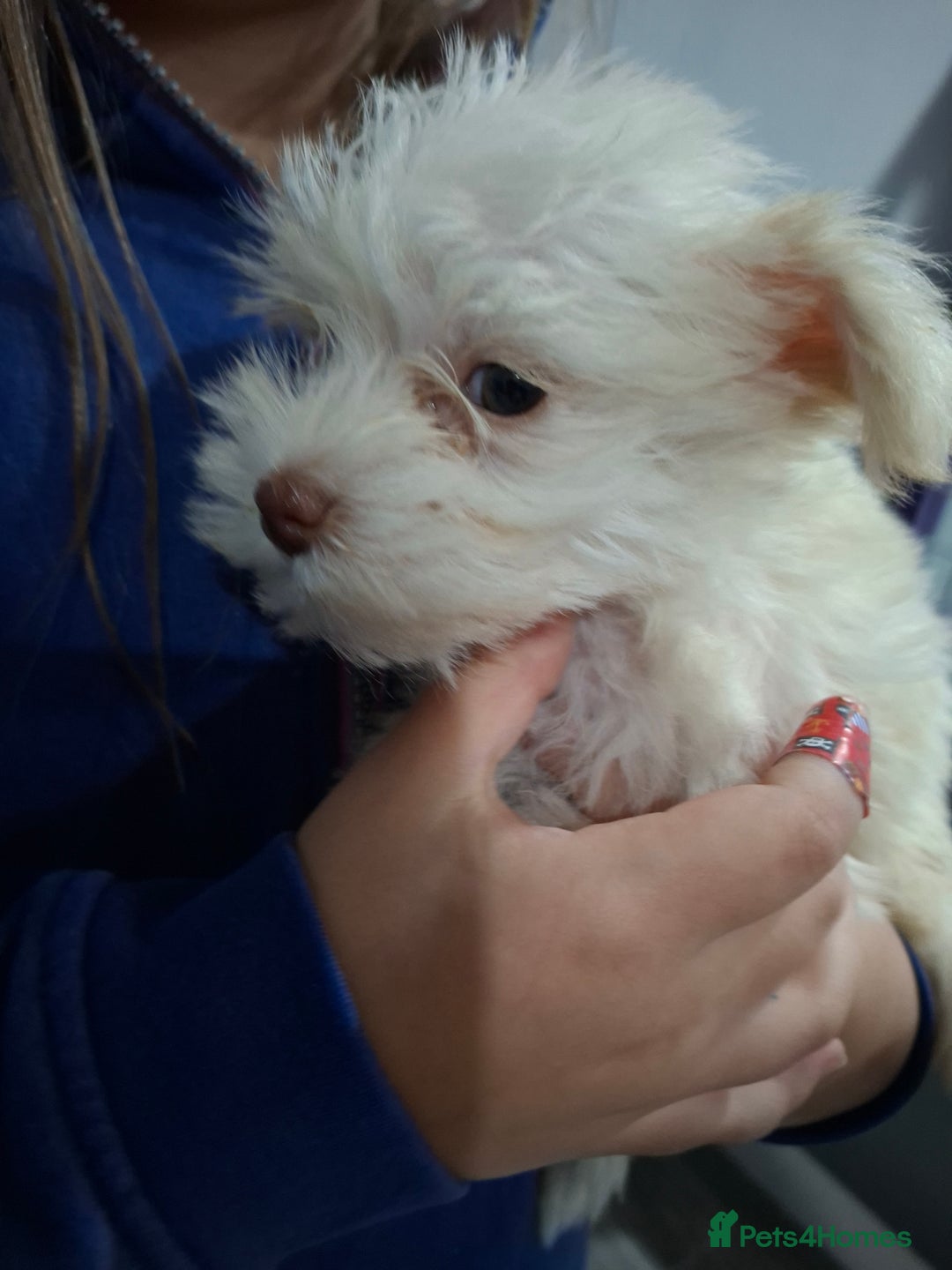 Miniature Schnauzer dogs for sale: RARE Kc USA toy schnauzer  - Advert 4