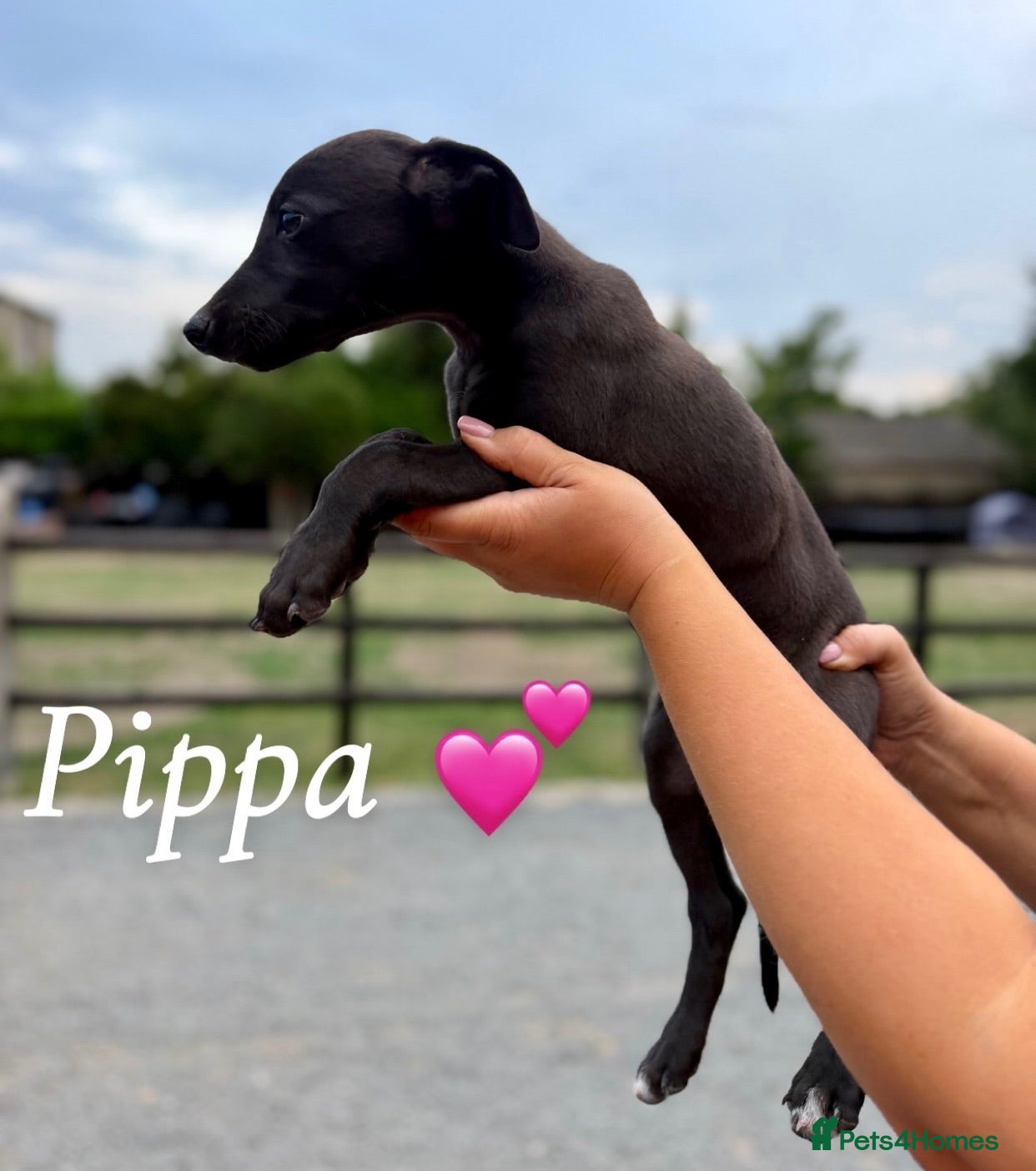 Lurcher dogs Pippa remaining! Bedlington Whippet Puppies 🐾 - Advert 2