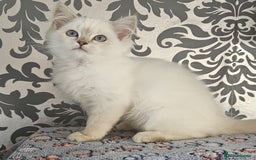 Ragdoll cats for sale: Stunningggg lilac tabby - Image 4