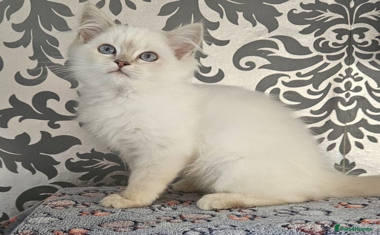Ragdoll cats - Advert 2