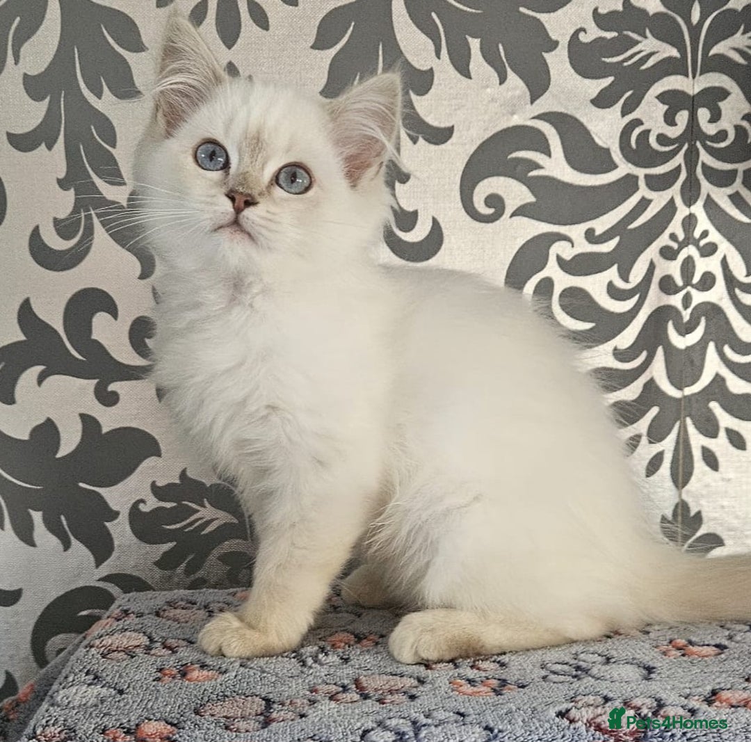 Ragdoll cats for sale: Stunningggg lilac tabby - Image 4