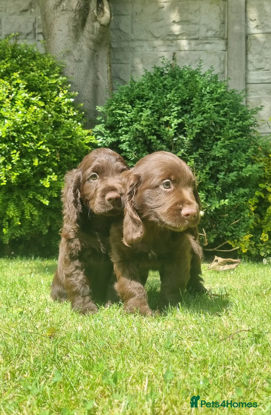 Sprocker dogs for sale: F1 Sprocker Spaniel  - Advert 1