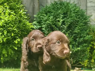 Sprocker dogs F1 Sprocker Spaniel - Advert 5