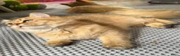 British Longhair cats for sale: ✨TICA REGISTERED GOLDEN LONGHAIR KITTENS✨ - Advert 7