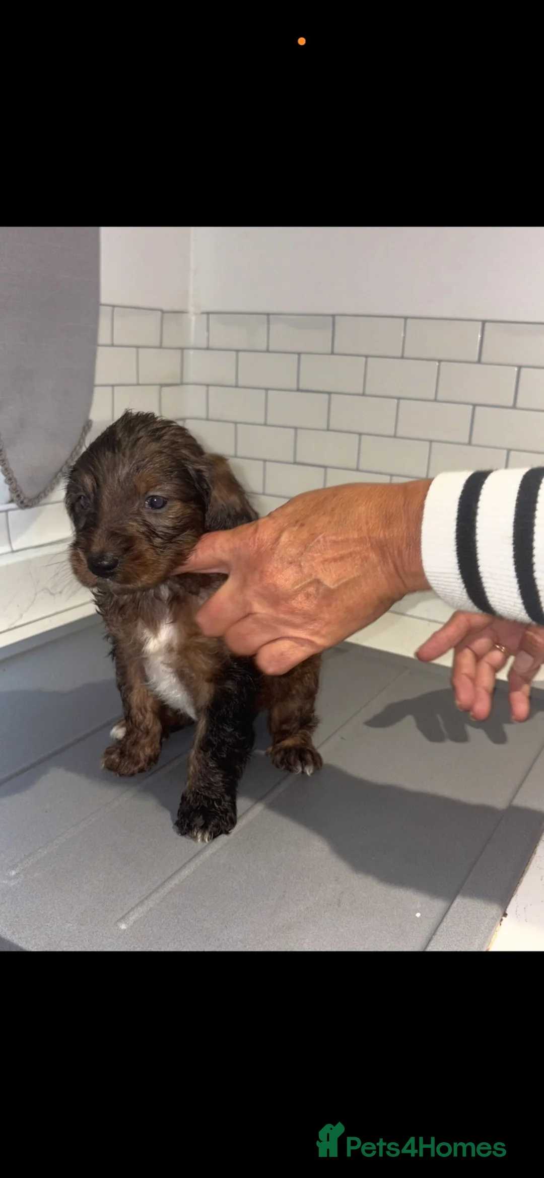 Cockapoo dogs for sale: 3 girls 4 boys  in Sittingbourne - Advert 2