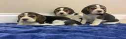 Beagle dogs for sale: Chunky friendly beagles  - Advert 32