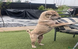 Shar Pei dogs for sale: Kc reg female Shar pei for sale  - Image 5