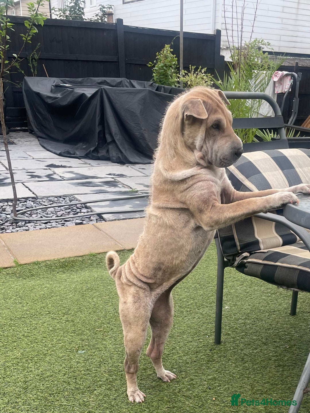Shar Pei dogs for sale: Kc reg female Shar pei for sale  - Image 5