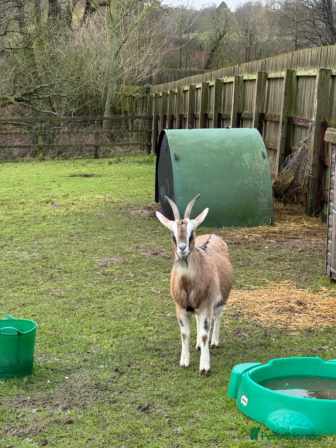 Goats livestock for sale: Nanny goat in kid.   - Advert 5