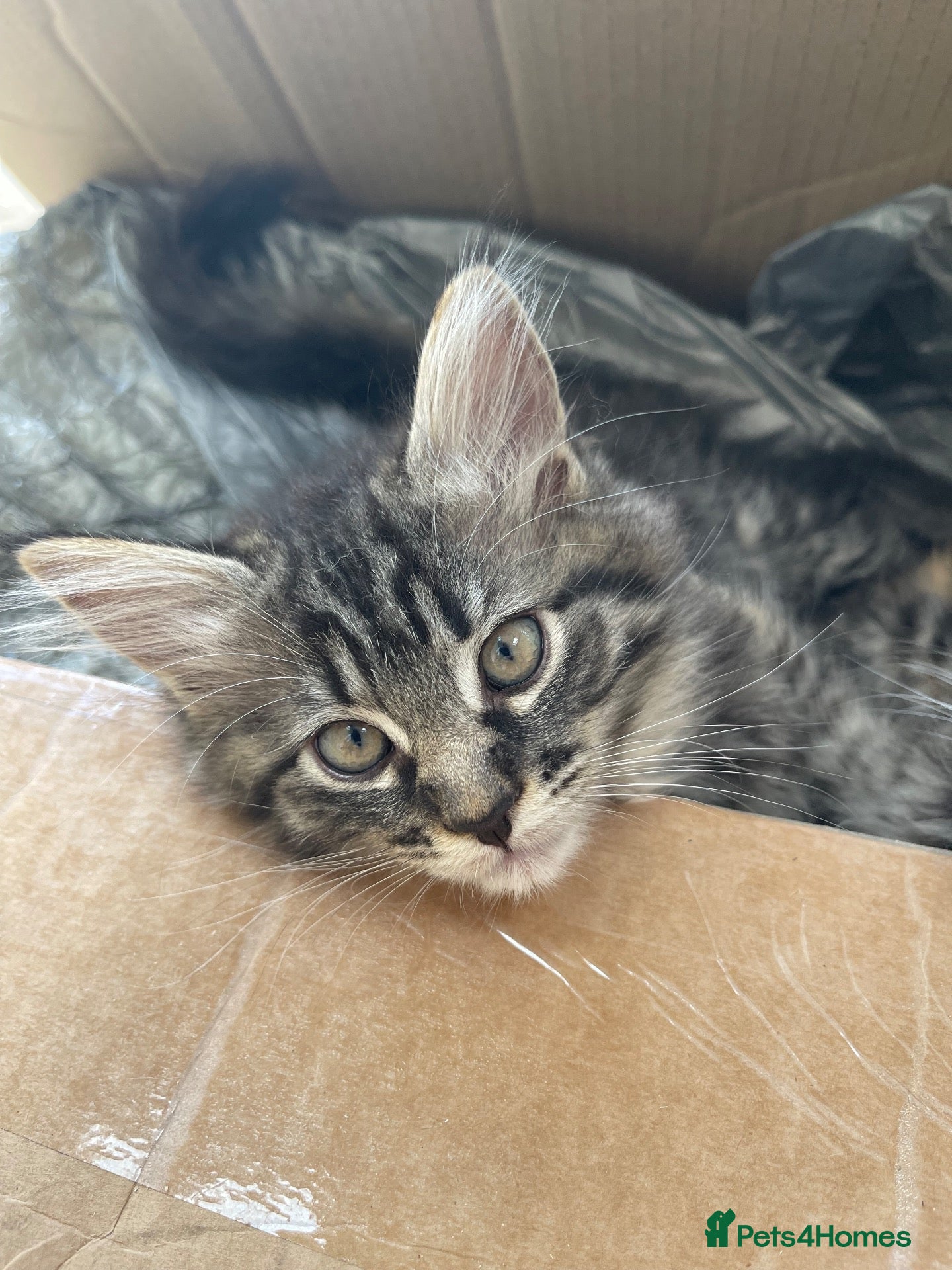 Ragcoon cats 1 Female Mainecoon-Ragdoll kitten - Advert 7