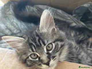 Ragcoon cats 1 Female Mainecoon-Ragdoll kitten - Advert 7