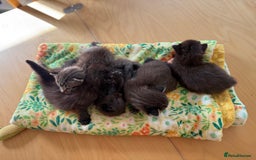 British Longhair cats for sale:  British longhair kittens 3 male 1 female  - Image 7