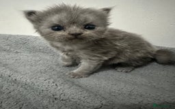 British Shorthair cats for sale: kittens for sale - Image 5