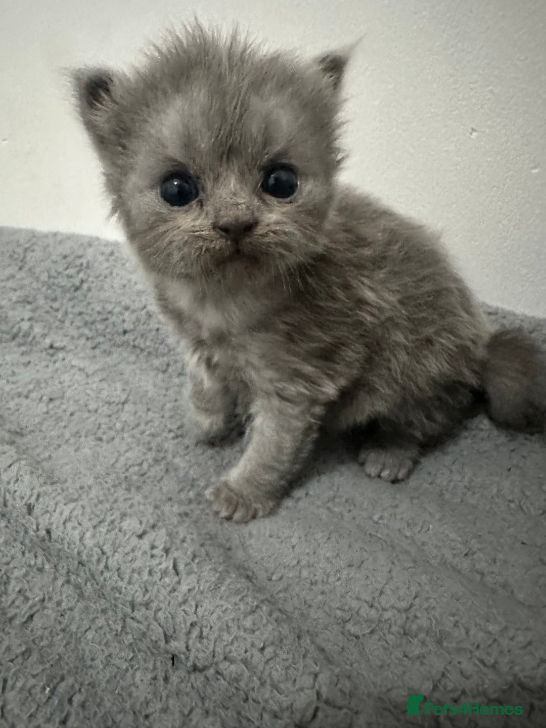 British Shorthair cats for sale: kittens for sale - Image 5