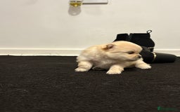 Pomeranian dogs for sale: 🌟Pomeranian🌟 - Image 5