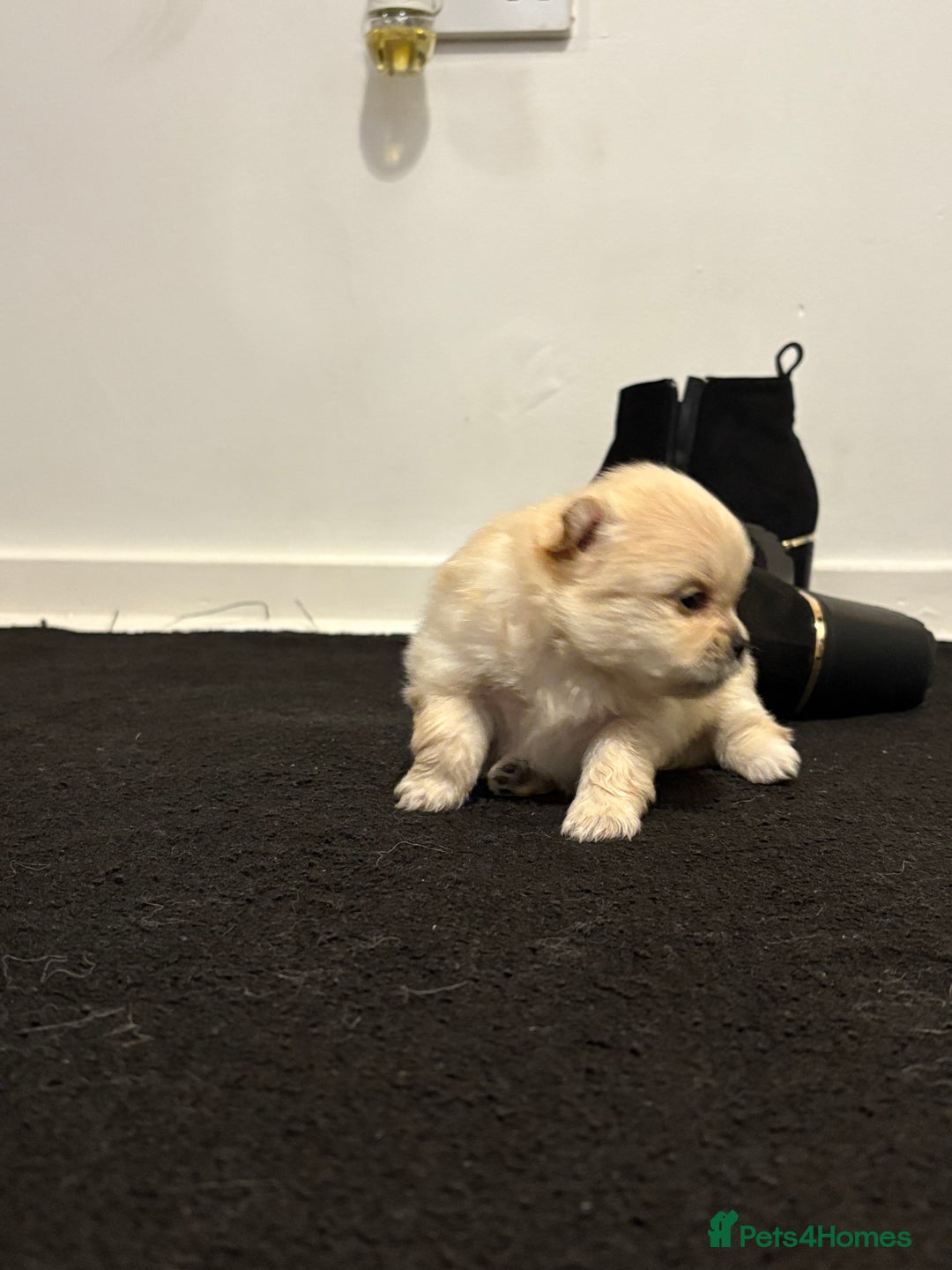 Pomeranian dogs for sale: 🌟Pomeranian🌟 - Image 5