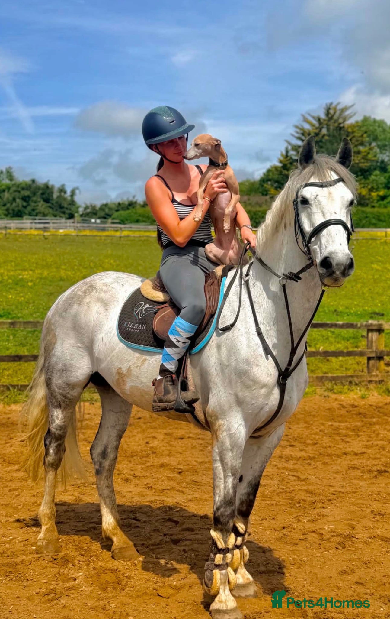 Irish Sports horses Fun forward and super !! Yard Legend  - Advert 8