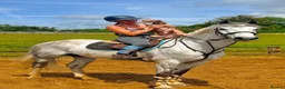 Irish Sports horses for sale: Fun forward and super !! Yard Legend  - Advert 1