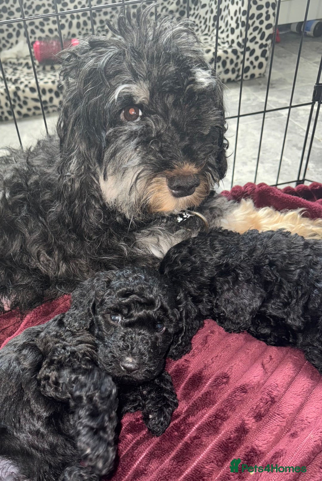 Cockapoo dogs for sale: Cockapoo puppies - Image 6
