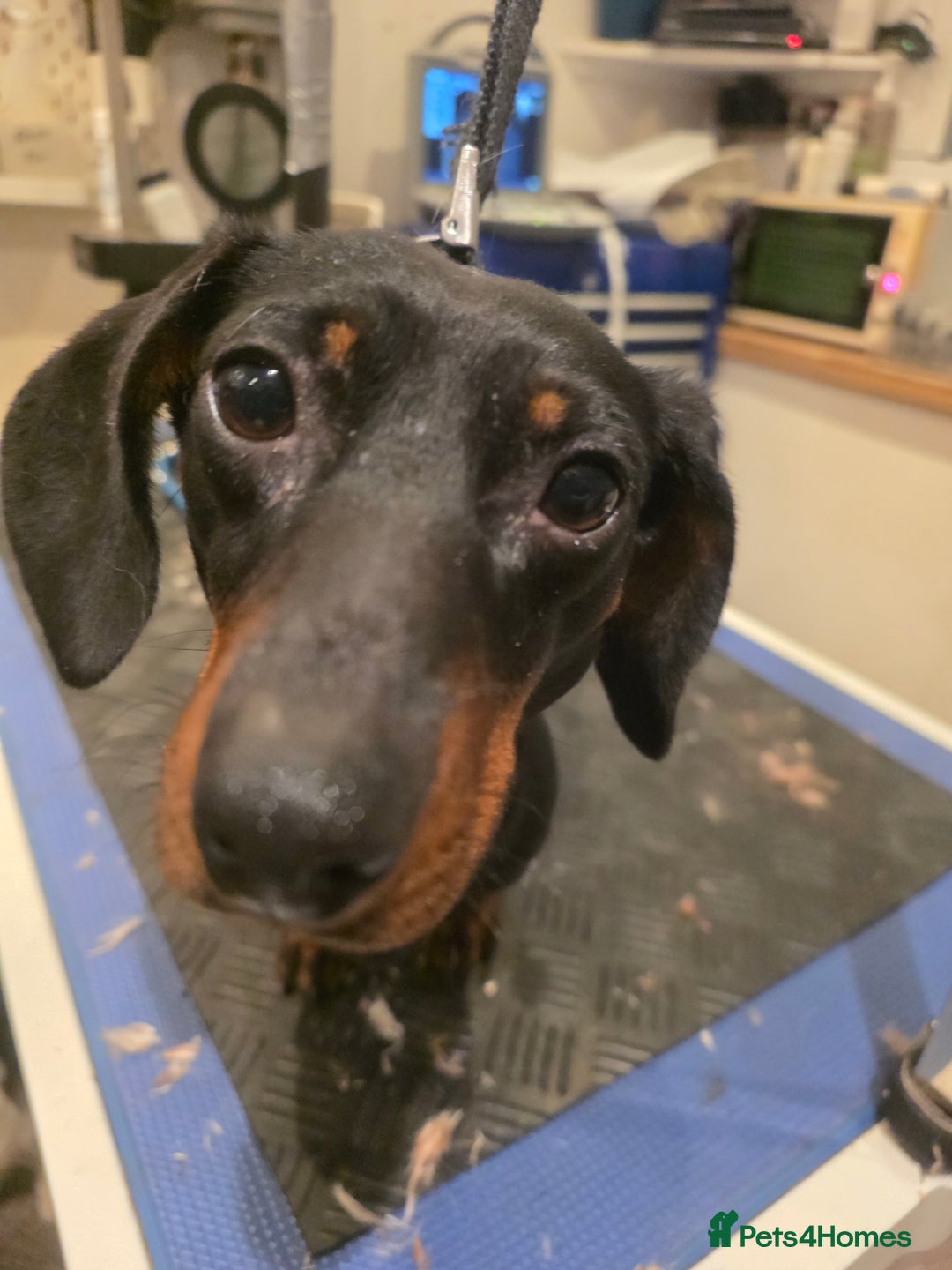 Miniature Dachshund dogs for sale: Miniature Daschund  - Advert 1