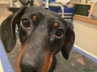 Miniature Dachshund dogs Miniature Daschund - Advert 6