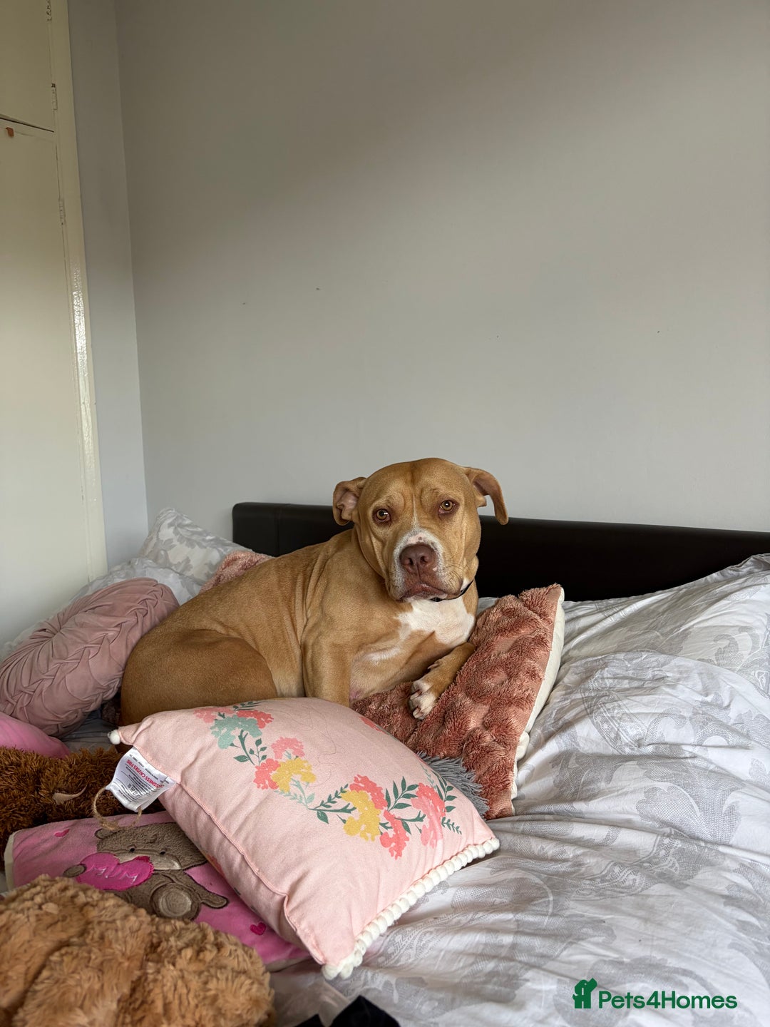 Mixed Breed dogs for sale: Staff mixed breed female  - Image 4