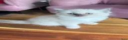 Ragdoll cats for sale: Adorable Purebred Ragdoll Kittens in Brough - Advert 9