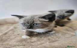 Ragamese cats for sale: 3/4 Ragdoll x 1/4 Siamese Kittens ♡ - Image 3