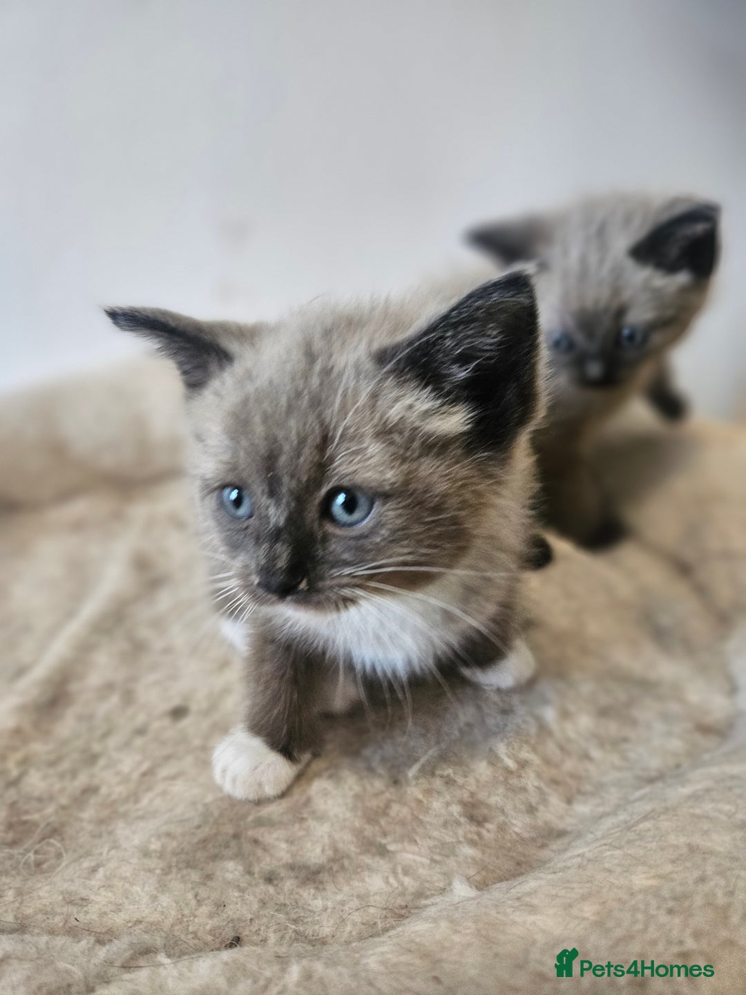 Ragamese cats for sale: 3/4 Ragdoll x 1/4 Siamese Kittens ♡ - Image 3