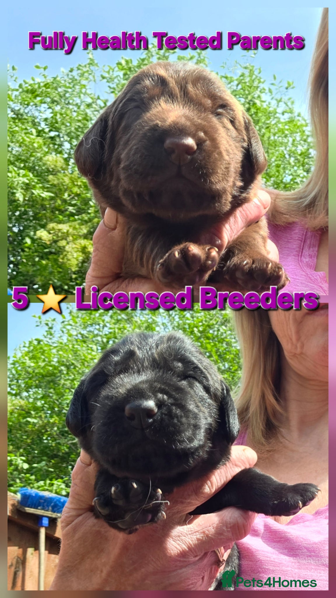 Cockerdor dogs Beautiful Cockerdor Puppies  - Advert 1