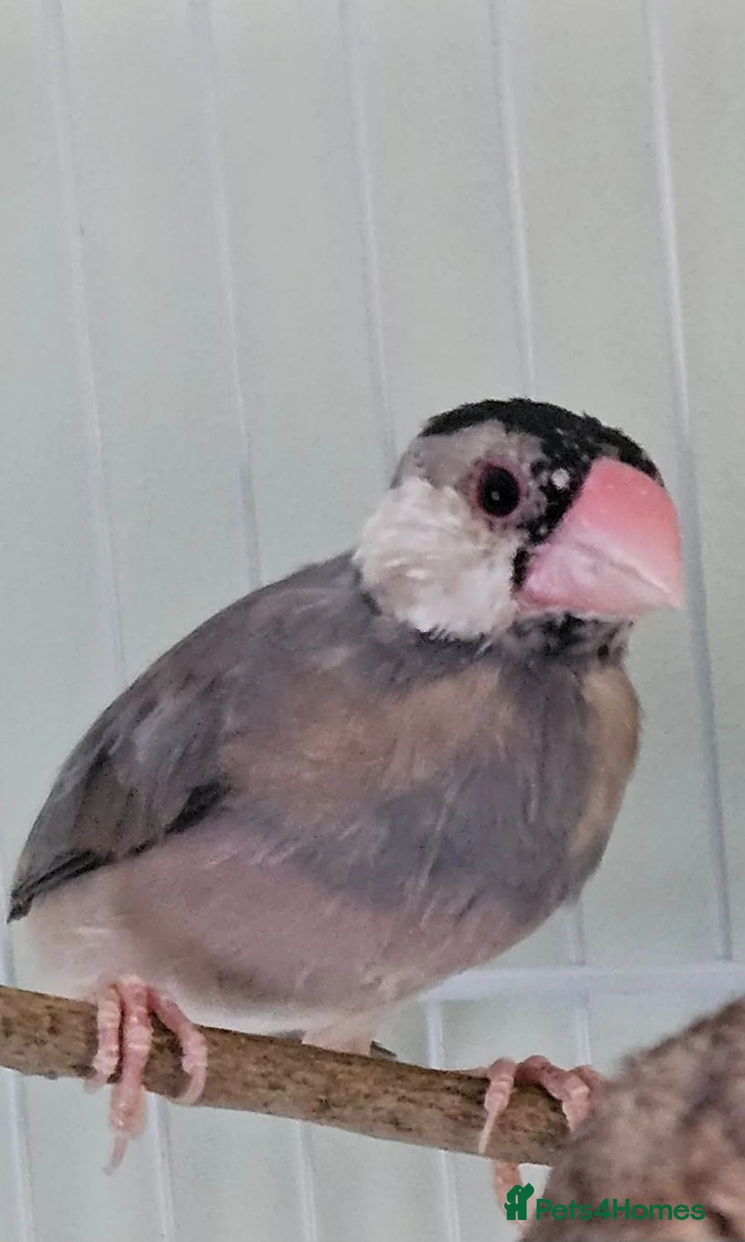 Finches birds for sale:  java sparrows - Advert 2