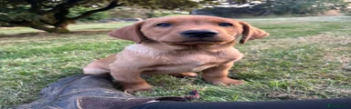 Labrador Retriever - Blue