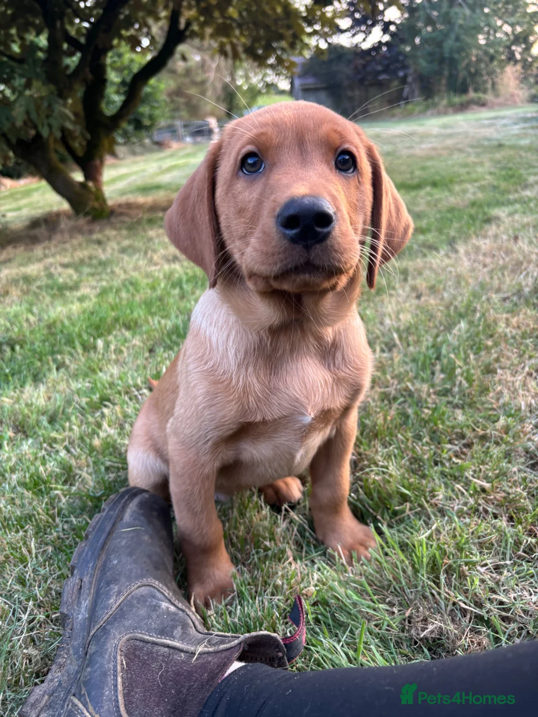 Labrador Retriever dogs for sale: Stunning Fox Red & Golden Labrador Puppies - Advert 2