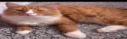 Mixed Breed cats for sale: Very Friendly Male & Female Bonded Pair Cats - Advert 1