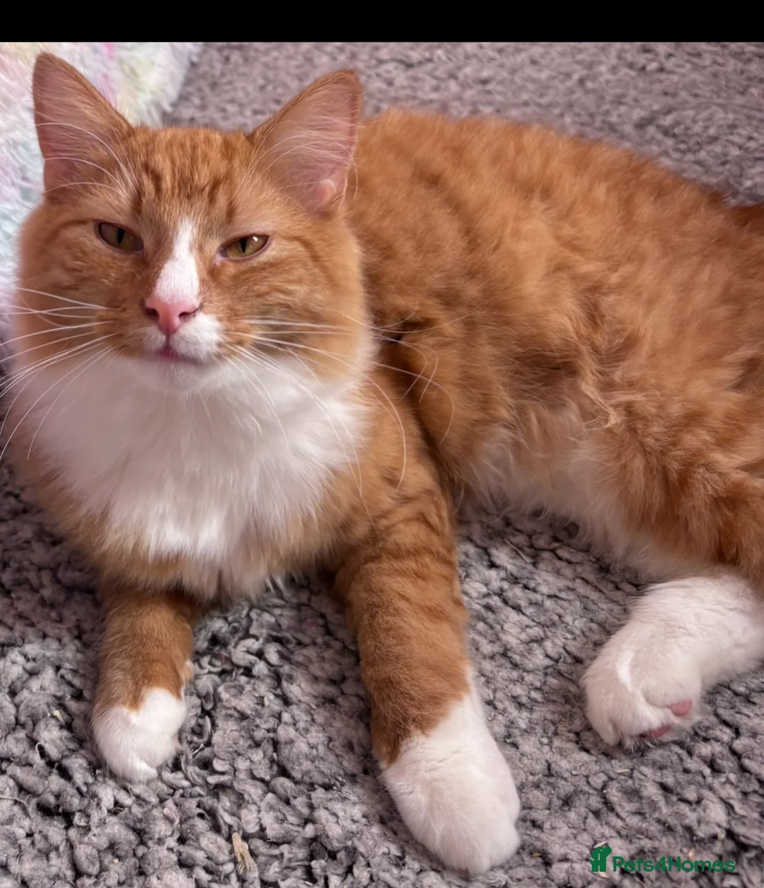 Mixed Breed cats for sale: Very Friendly Male & Female Bonded Pair Cats - Advert 1