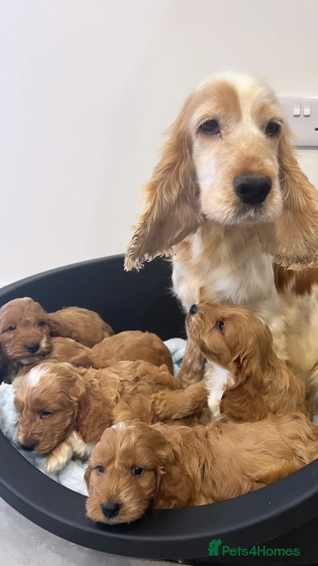 Cockapoo dogs for sale: Cockapoo puppies in Orpington - Advert 1