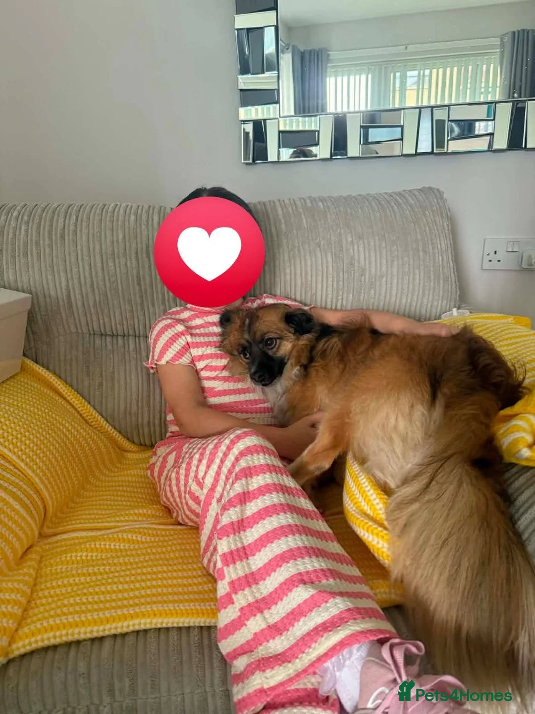 Mixed Breed dogs for adoption: Meet Woody, currently residing in Glasglow in Glasgow - Advert 4